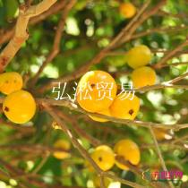 亚热带新兴水果品种（种子种苗）